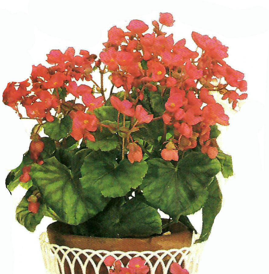 B. ‘Dark Marina’